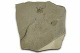 Fossil Insect (Fly and Beetle) Plate - Utah #356658-1